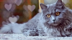 Highland stratet cat (foto): očarujúce dlho-haired scot